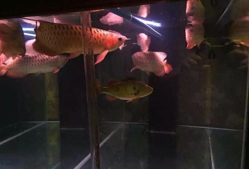 紅龍魚和巴西亞混養(yǎng)好嗎：紅龍魚與巴西亞混養(yǎng)需注意體形比例，紅龍魚與巴西亞混養(yǎng)需注意