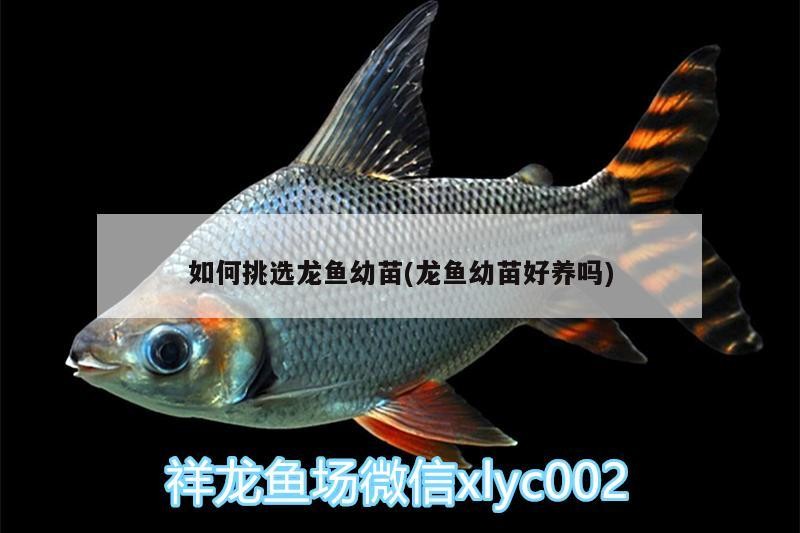 如何挑選龍魚幼苗(龍魚幼苗好養嗎)