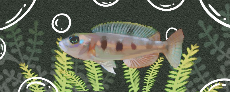 黃帆一點貝魚好養(yǎng)嗎怎么養(yǎng) 黃帆一點貝魚好養(yǎng)嗎怎么養(yǎng) 馬來西亞咖啡