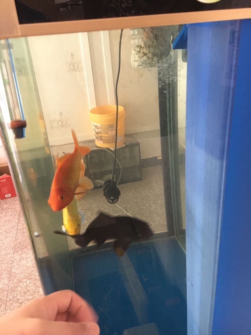 鼓樓區琪琪水族店