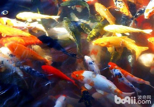白色魚缸用什么顏色背景墻好看：白色、紅色、藍色背景墻的搭配