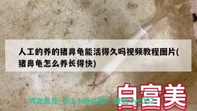 人工的養的豬鼻龜能活得久嗎視頻教程圖片(豬鼻龜怎么養長得快)