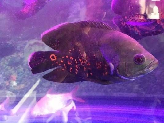 魟魚白點病的自然療法
