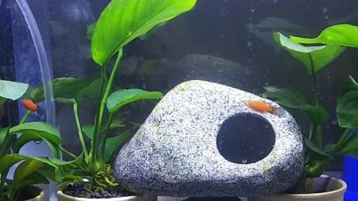 魟魚白點病的自然療法