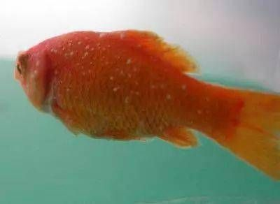 魟魚白點病的自然療法