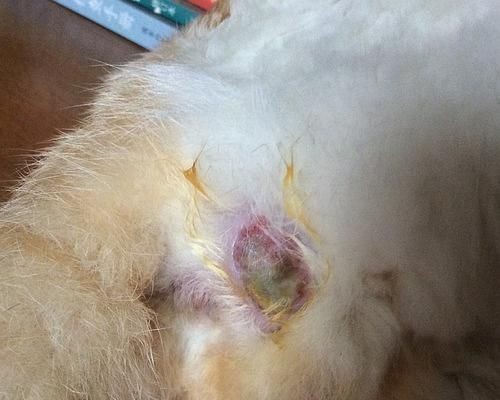 慶大霉素可以治療龍魚腸炎嗎vs祥龍魚場:如何預防龍魚腸炎