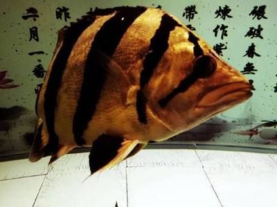 魟魚水質管理的日常技巧：[需手動填充]魚水質管理技巧