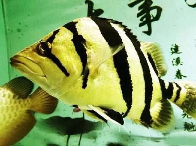 魟魚水質管理的日常技巧：[需手動填充]魚水質管理技巧