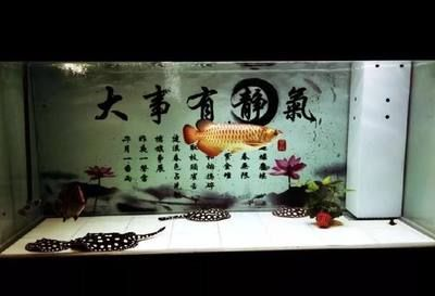 魟魚水質管理的日常技巧：[需手動填充]魚水質管理技巧