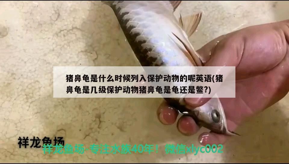 豬鼻龜是什么時候列入保護動物的呢英語(豬鼻龜是幾級保護動物豬鼻龜是龜還是鱉?)
