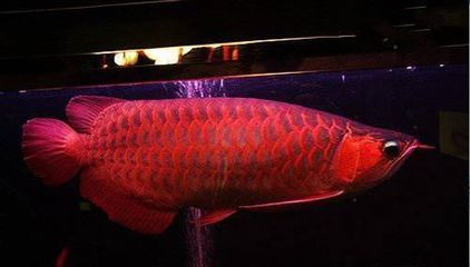 世界最貴紅龍魚多少錢：世界上已知最貴的紅龍魚價格出現(xiàn)在2004年新加坡國際魚展上