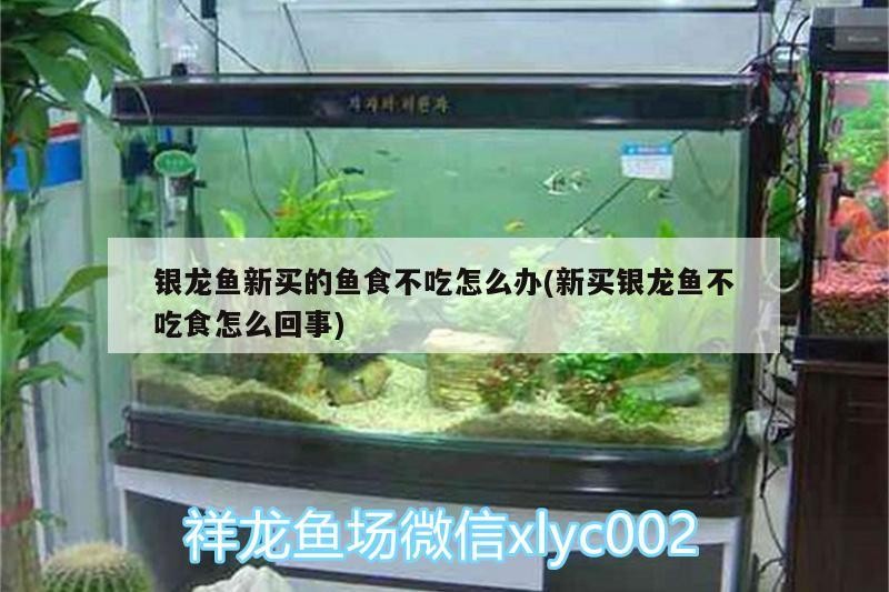 銀龍魚新買的魚食不吃怎么辦(新買銀龍魚不吃食怎么回事)