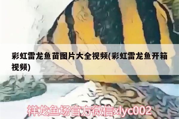 彩虹雷龍魚苗圖片大全視頻(彩虹雷龍魚開箱視頻)
