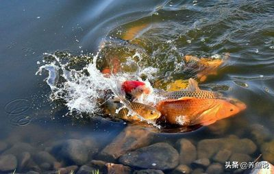 80的魚缸能養(yǎng)多大的幾條錦鯉：80厘米的魚缸可以養(yǎng)幾條20厘米長(zhǎng)的錦鯉