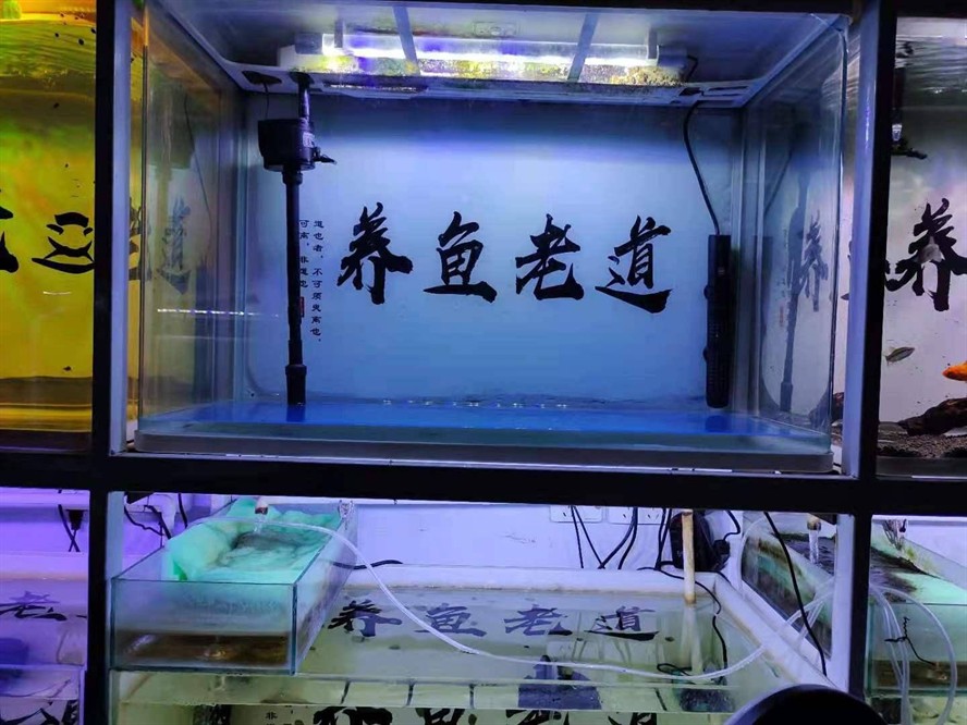 80的魚缸能養(yǎng)多大的幾條錦鯉：80厘米的魚缸可以養(yǎng)幾條20厘米長(zhǎng)的錦鯉