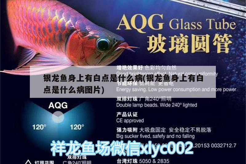 銀龍魚身上有白點是什么病(銀龍魚身上有白點是什么病圖片)