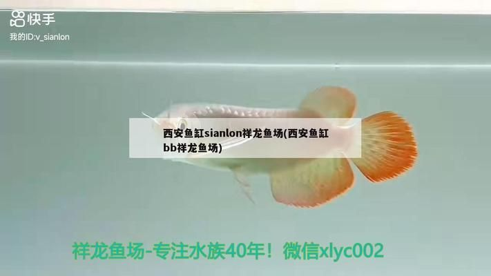龍魚魚缸廠家排行榜vs祥龍魚場(chǎng)：2024年龍魚魚缸十大品牌排行榜和祥龍魚場(chǎng)廠家排行榜