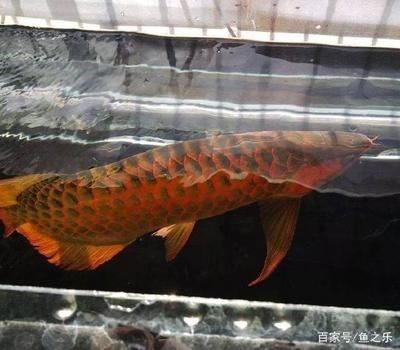 家里養(yǎng)紅龍魚有什么好處？：養(yǎng)紅龍魚的好處包括：它們能夠凈化空氣，適合新手入門
