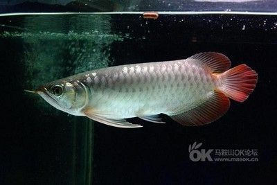 紅龍幼魚海水魚