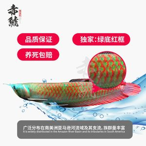紅龍魚魚苗怎么養活：紅龍魚的飼養方法