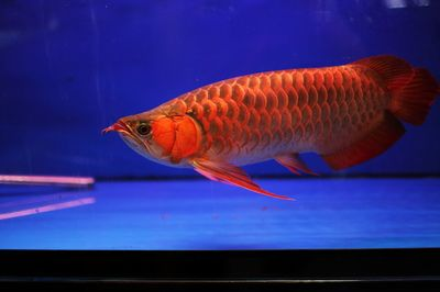 紅龍魚魚苗怎么養活：紅龍魚的飼養方法