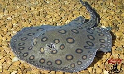 魟魚用什么底沙：養魟魚用什么底沙