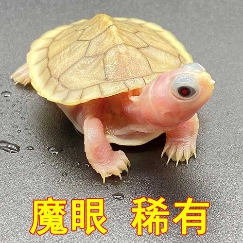養紅龍魚的水質要求：養紅龍魚的水質要求包括以下幾個方面，紅龍魚水質維護技巧