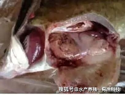黑帝王魟魚的疾病預防措施：黑帝王魟魚疾病預防措施