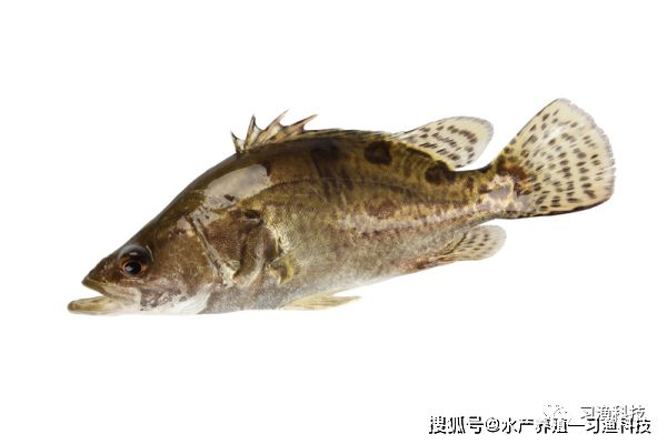 黑帝王魟魚的疾病預防措施：黑帝王魟魚疾病預防措施
