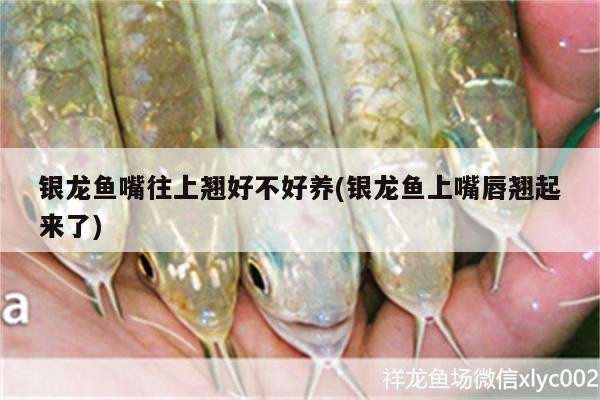 銀龍魚嘴往上翹好不好養(銀龍魚上嘴唇翹起來了)