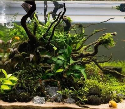沉木放在魚缸里水發(fā)黃怎么辦：如何解決魚缸水發(fā)黃的問題？