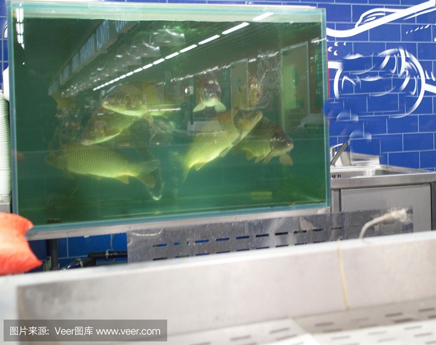 魟魚生產：關于魟魚生產的詳細信息