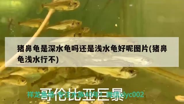 豬鼻龜是深水龜嗎還是淺水龜好呢圖片(豬鼻龜淺水行不)