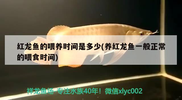 紅龍魚的喂養時間是多少(養紅龍魚一般正常的喂食時間)