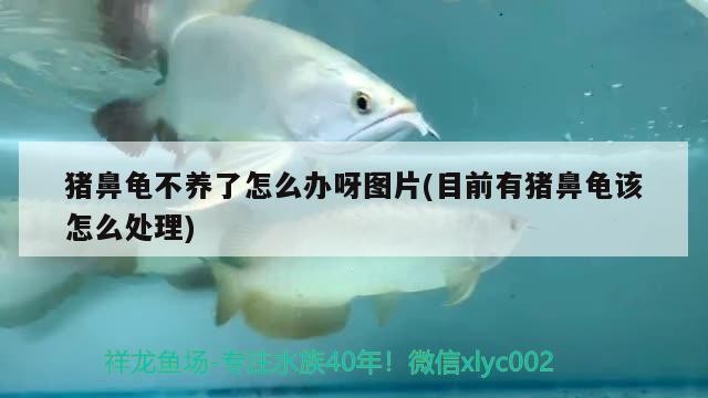 豬鼻龜不養(yǎng)了怎么辦呀圖片(目前有豬鼻龜該怎么處理)