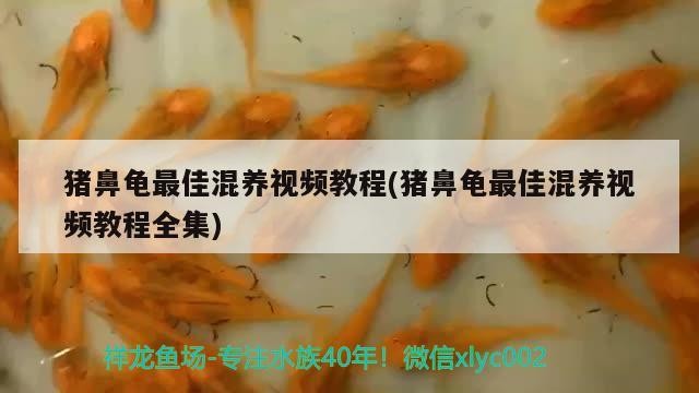 豬鼻龜最佳混養視頻教程(豬鼻龜最佳混養視頻教程全集)