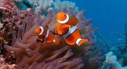 梧州水族館vs祥龍魚場（梧州水族館和祥龍魚場各有其特色和優勢）