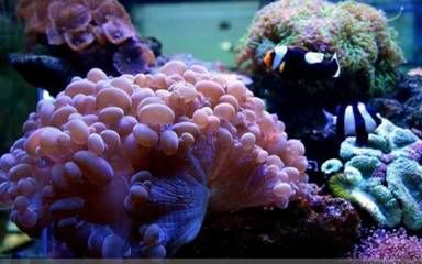 梧州水族館vs祥龍魚場（梧州水族館和祥龍魚場各有其特色和優勢）
