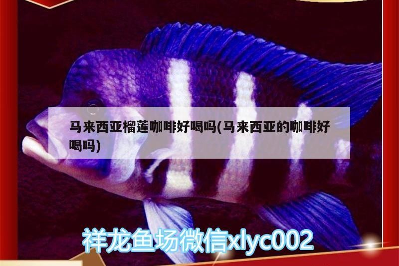 馬來西亞榴蓮咖啡好喝嗎(馬來西亞的咖啡好喝嗎)
