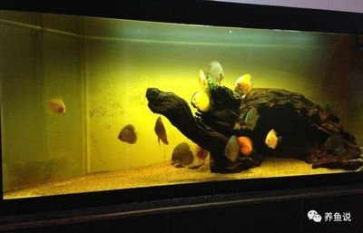 大魚缸一般養(yǎng)什么魚好：大魚缸適合養(yǎng)什么魚？