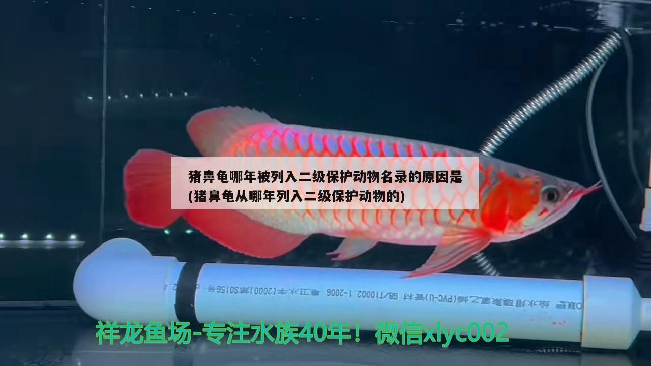 豬鼻龜哪年被列入二級保護動物名錄的原因是(豬鼻龜從哪年列入二級保護動物的)