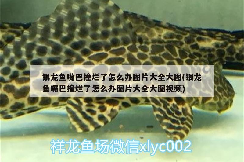 銀龍魚(yú)嘴巴撞爛了怎么辦圖片大全大圖(銀龍魚(yú)嘴巴撞爛了怎么辦圖片大全大圖視頻)