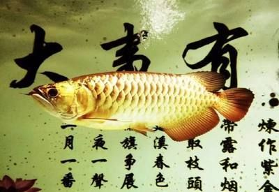 魟魚水質(zhì)管理最佳實踐：關(guān)于魟魚水質(zhì)管理的最佳實踐