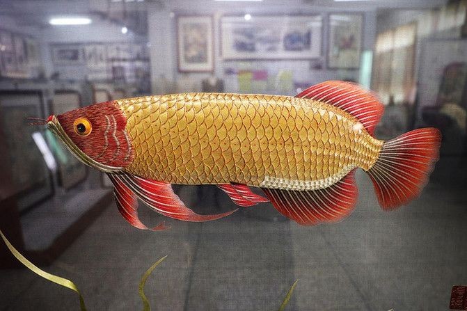 請(qǐng)配圖說(shuō)明龍魚(yú)養(yǎng)殖技術(shù)中的水質(zhì)管理，4張插畫(huà)展示龍魚(yú)水質(zhì)管理技術(shù)