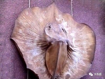 魟魚消化不良的處理方法：魟魚消化不良的處理方法[需手動填充][需手動填充]魚消化不良的處理方法
