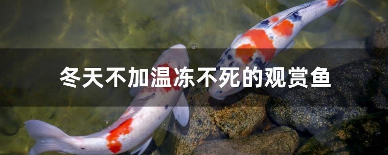 冬天不加溫凍不死的觀賞魚有哪些