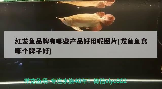 冬天不加溫凍不死的觀賞魚有哪些