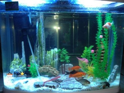 寶來魚缸怎么樣：寶來魚缸產(chǎn)品質(zhì)量如何？
