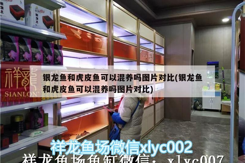 銀龍魚和虎皮魚可以混養嗎圖片對比(銀龍魚和虎皮魚可以混養嗎圖片對比)