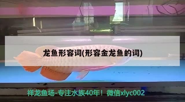 金龍紅龍魚形容詞有哪些詞語：金龍魚與紅龍魚的飼養技巧，金龍魚與紅龍魚的價格對比 金龍紅龍魚形容詞有哪些詞語：金龍魚與紅龍魚的飼養技巧，金龍魚與紅龍魚的價格對比 紅龍魚百科 第1張